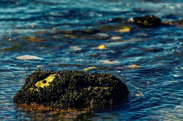 临海的海洋的背景质地关于水藻向岩石在低的潮汐