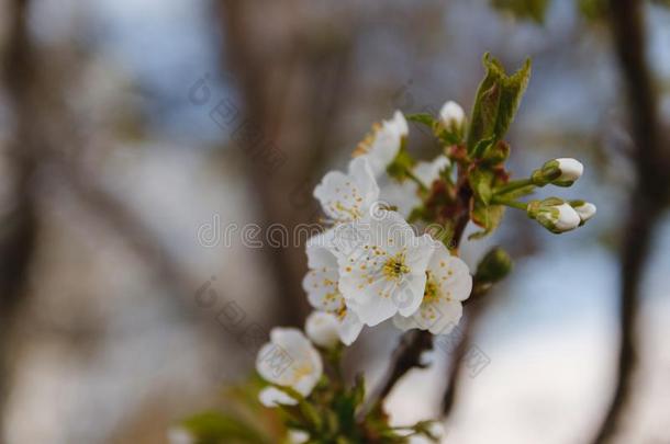 关在上面<strong>苹果花</strong>白色的花和蓝色天春季后座议员