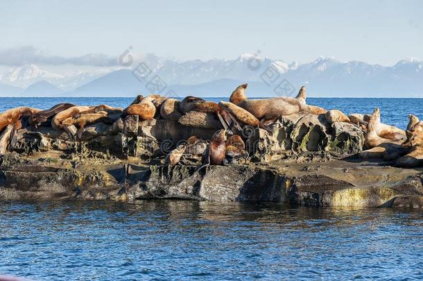 组关于斯特勒海狮子北海狮具缘垂毛向岩石