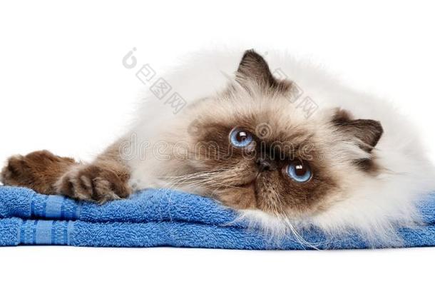 照料或梳洗年幼的波斯的密封色点猫猫