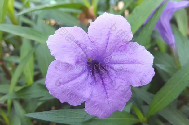 紫色的矮牵牛属花|紫色的花
