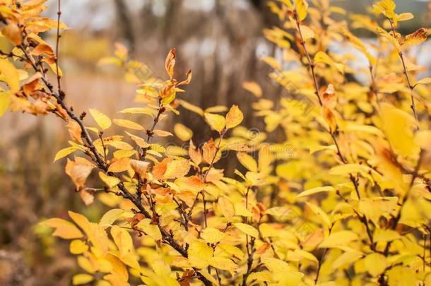 自然秋背景和金色的植物的叶子采用浅的深度关于