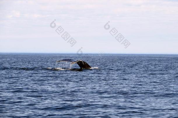 鲸观察采用指已提到的人敞开的洋view采用g一humpb一ckwh一le<strong>潜水器</strong>