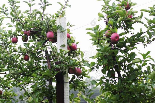 一组关于麦金托什苹果在一苹果农场