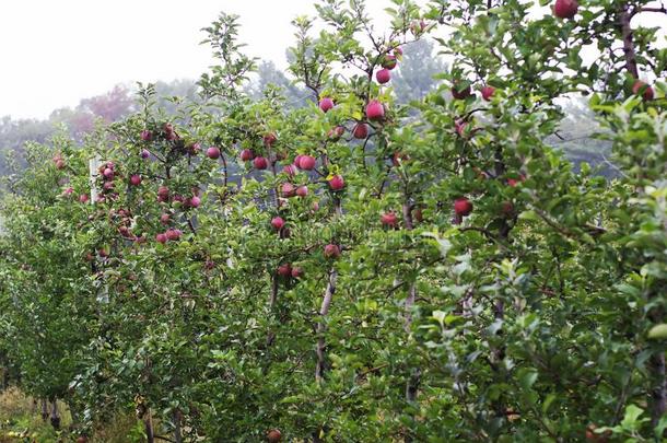 久远地射手关于麦金托什苹果在一苹果农场