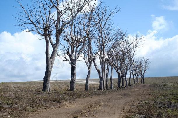 干的干燥的树向无树大草原关于洛洛莫霍小山西南松巴岛