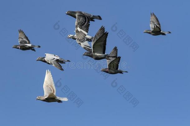 飞行的兽群关于速度速度比赛鸽子鸟反对清楚的蓝色天