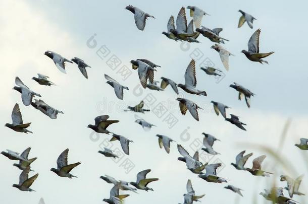 兽群关于飞行的速度速度比赛鸽子释放从竞争basilica王宫