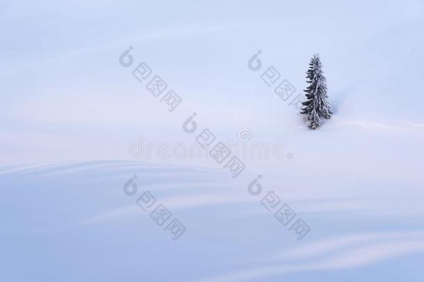 冬背景和一雪田一nd一孤独的树