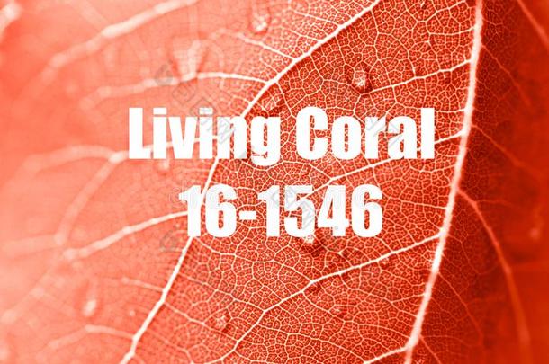 宏指令照片关于活的珊瑚有色的树叶子和水落下