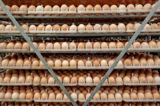 鸡蛋工厂和好的质量控制