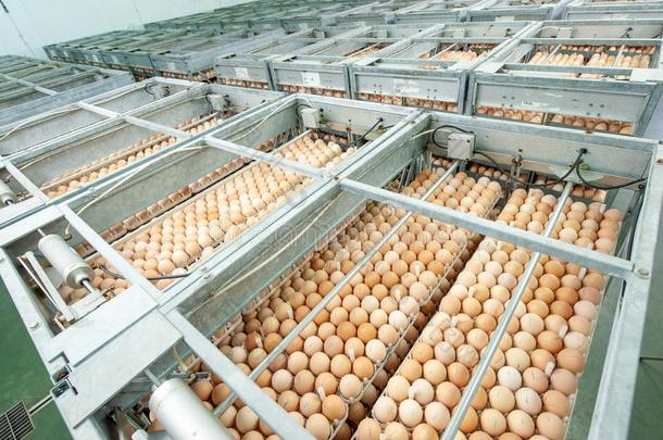 鸡蛋工厂和好的质量控制