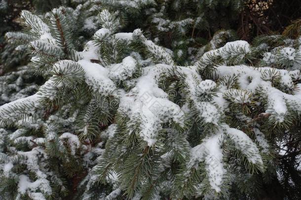 纯的白色的雪向灰色的绿色的树枝关于衣着整洁的