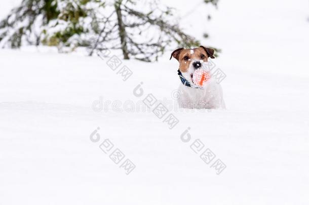 狗演奏在森林降低进入中深的雪