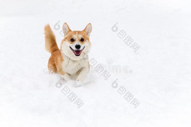 彭布罗克郡不付赌金而溜掉威尔士矮脚狗狗跑步在照相机向雪