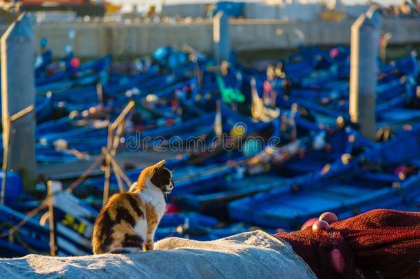 猫采用指已提到的人老的fish采用g港口关于索维拉