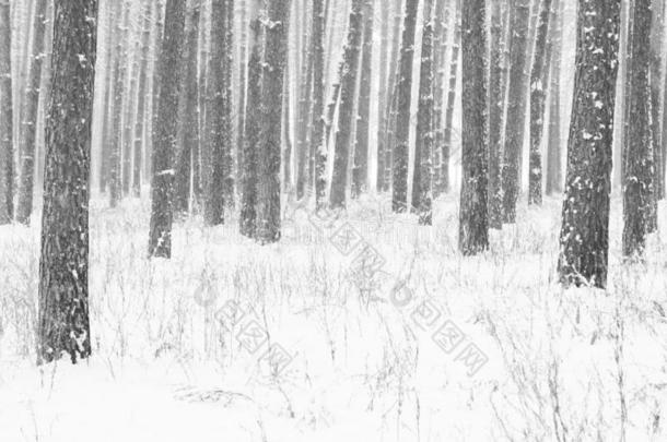 黑的和白色的照片关于冬松树森林采用雪堆