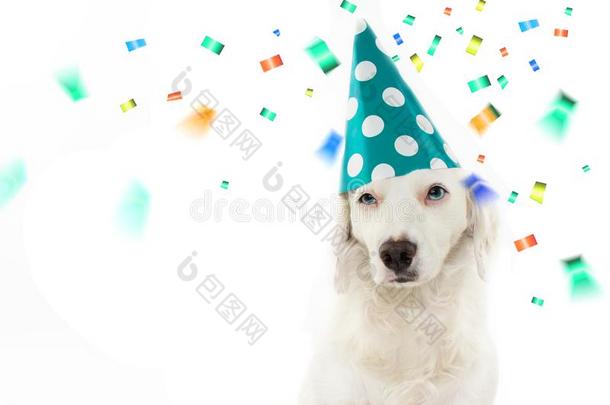 狗生日或新的年社交聚会.美丽的小狗庆祝和