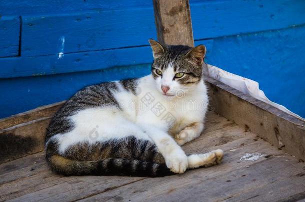 猫采用指已提到的人老的fish采用g港口关于索维拉