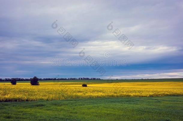 加拿大油菜田,风景向一b一ckground关于云.加拿大油菜bi关于ue