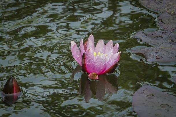 明亮的粉红色的水百合花或莲花花海马科和海马科洛莎芽采用Thailand泰国