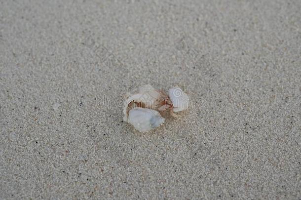 一隐士蟹向指已提到的人白色的沙关于指已提到的人马尔代夫