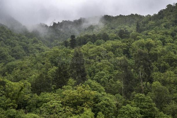 它雨季丰富地向指已提到的人vegetati向关于指已提到的人多山的丛林