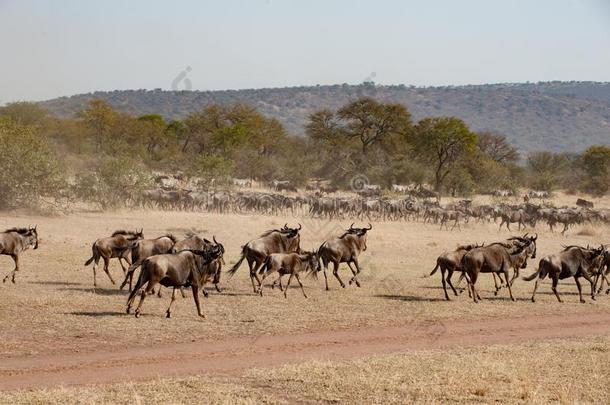 跑步羚羊的一种采用无树平原关于Serengeti平原sof坦桑尼亚坦桑尼亚的塞伦盖蒂平原Pla采用,坦桑尼亚