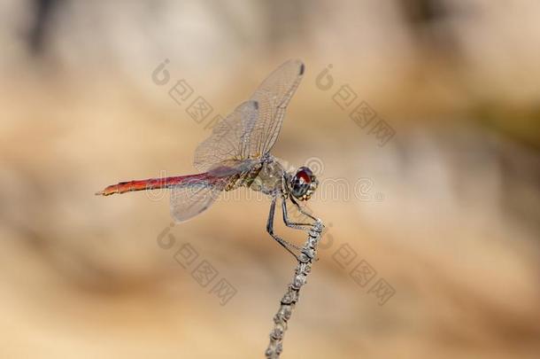 热带的蜻蜓指已提到的人红色的-有尾的校旗短杆藻属福卡塔Peru秘鲁