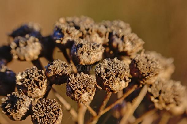 宏指令关于干燥的棕色的艾菊花种子-艾菊瓦加雷