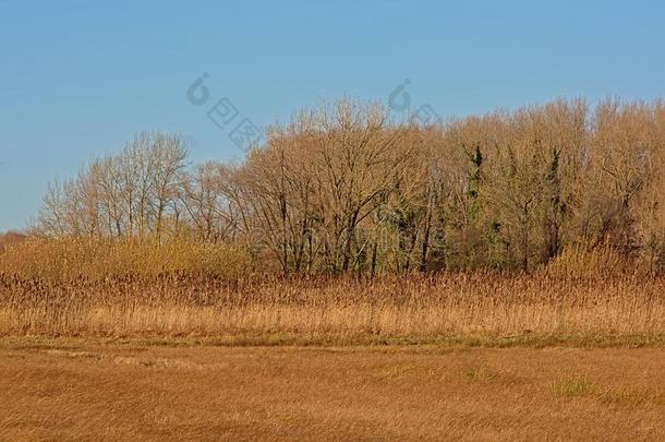 和煦的：照到阳光的沼泽风景和草地,光秃秃的树和金色的芦苇我