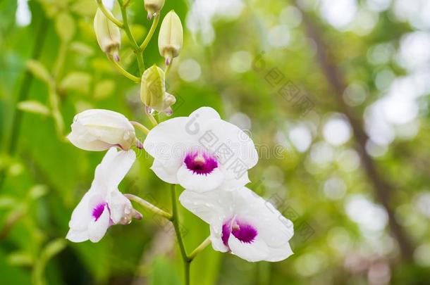 密花石斛ThaiAirwaysInter守护神i向al泰航国际兰花.紫色的开花兰花向树.守护神