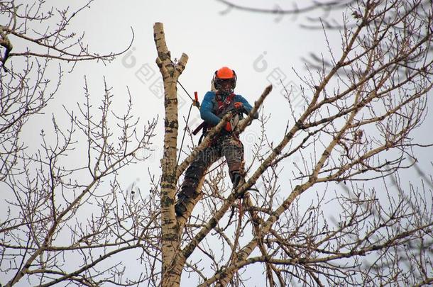 工业的登山者切树枝高的采用一树
