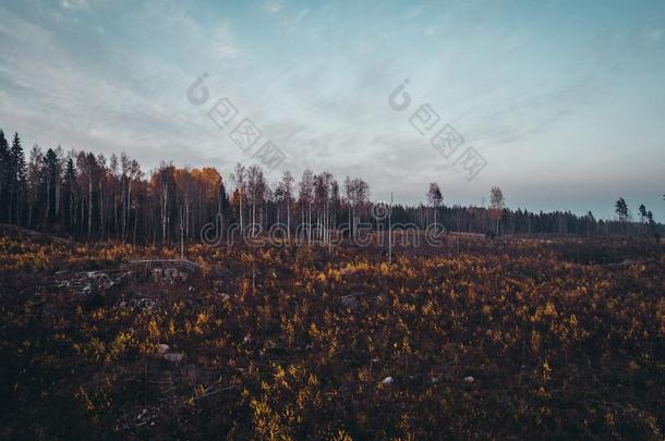 森林det.那个有用来表示某人或某物即主语本身砍伐山林和植物生长的,芬兰