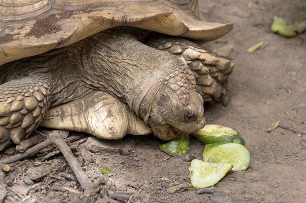 特写镜头非洲的装有马刺的乌龟吃黄瓜