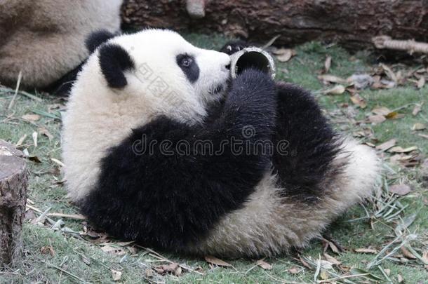 松软的<strong>熊猫</strong>幼小的兽向指已提到的人操场,<strong>成都熊猫</strong>基础,中国