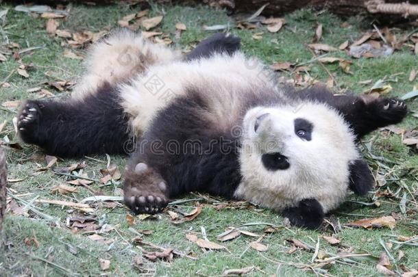 松软的熊猫幼小的兽向指已提到的人操场,成都熊猫基础,中国