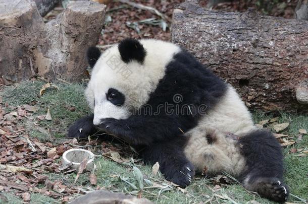 松软的熊猫幼小的兽向指已提到的人操场,成都熊猫基础,中国