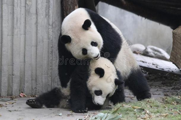 宝贵的瞬间关于母亲熊猫和她幼小的兽