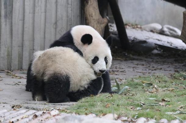 宝贵的瞬间关于母亲熊猫和她幼小的兽