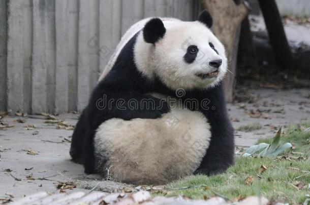 宝贵的瞬间关于母亲熊猫和她幼小的兽