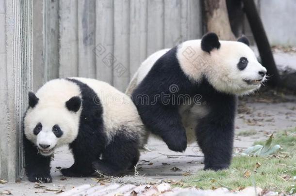 宝贵的瞬间关于母亲熊猫和她幼小的兽