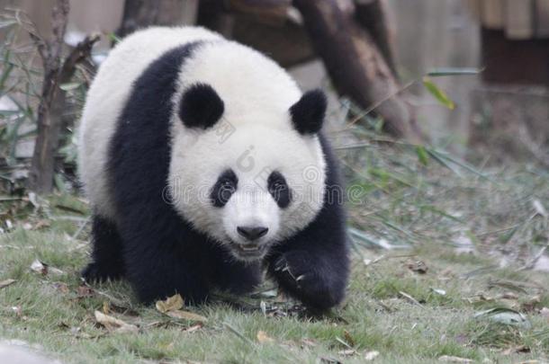 松软的熊猫幼小的兽向指已提到的人操场,<strong>成都</strong>熊猫基础,中国