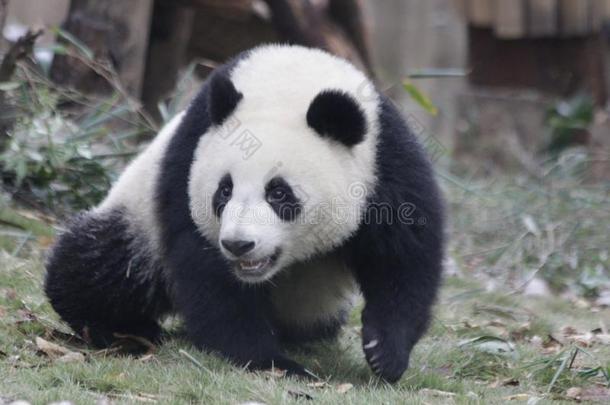 松软的熊猫幼小的兽向指已提到的人操场,成都熊猫基础,中国