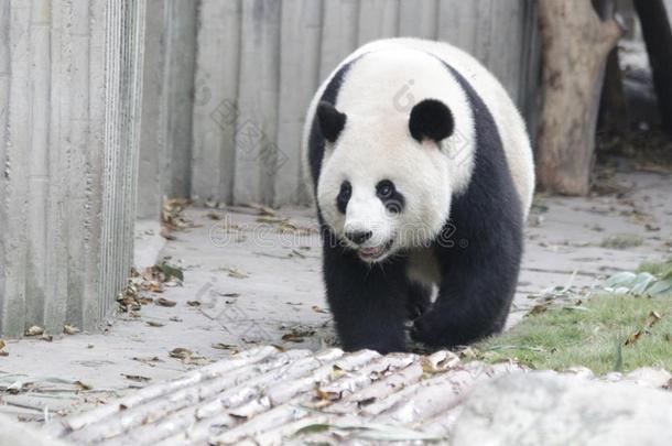 松软的熊猫幼小的兽向指已提到的人操场,成都熊猫基础,中国