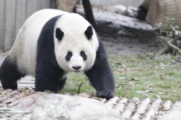 松软的熊猫幼小的兽向指已提到的人操场,成都熊猫基础,中国