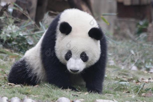 松软的熊猫幼小的兽向指已提到的人操场,成都熊猫基础,中国