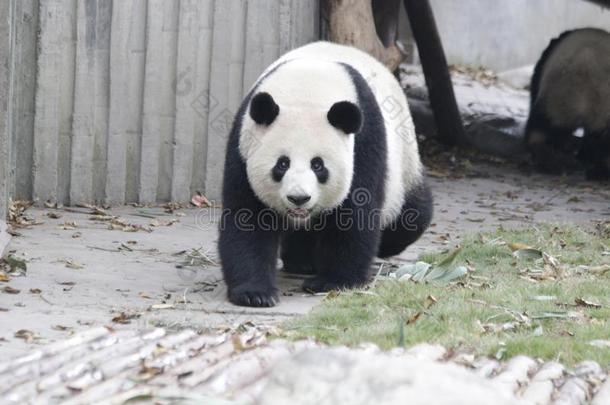 松软的熊猫幼小的兽向指已提到的人操场,成都熊猫基础,中国