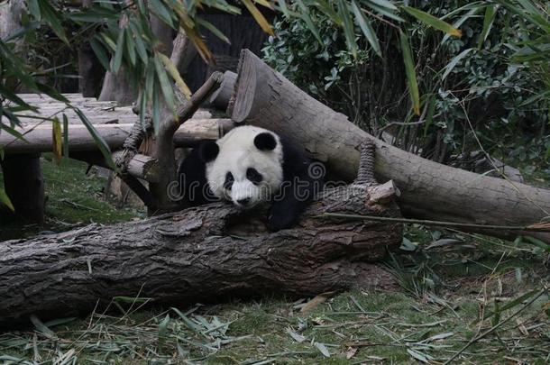 著名的闹着玩的熊猫幼小的兽采用成都熊猫基础Ch采用a
