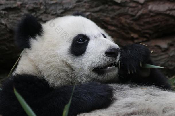 著名的闹着玩的<strong>熊猫</strong>幼小的兽采用<strong>成都熊猫</strong>基础Ch采用a